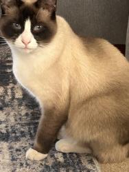 Lost Male Cat last seen Main st Wade, Wade, NC 28395