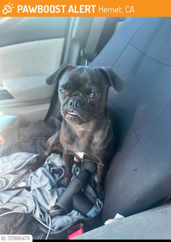 Found/Stray Unknown Dog last seen Gilbert and stetson ....hemet, Hemet, CA 92543