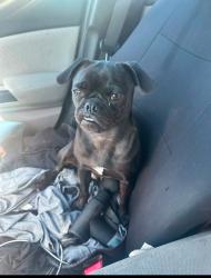 Found/Stray Unknown Dog last seen Gilbert and stetson ....hemet, Hemet, CA 92543