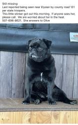 Lost Female Dog last seen Mile marker 131, Waterville, MN 56096