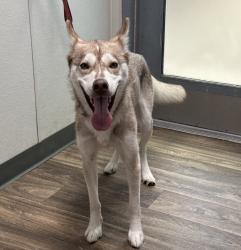 Shelter Stray Female Dog last seen Midway Drive, San Diego, CA, 92110, 5500 Gaines St, San Diego, CA 92110, USA