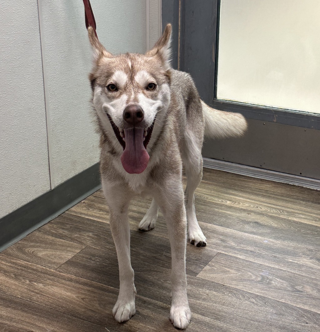 Shelter Stray Female Dog last seen Midway Drive, San Diego, CA, 92110, 5500 Gaines St, San Diego, CA 92110, USA