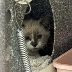 Shelter Stray Female Cat last seen Near S 400 W, SALT LAKE CITY, UT, 84101, 511 W 3900 S, Salt Lake City, UT 84123, USA