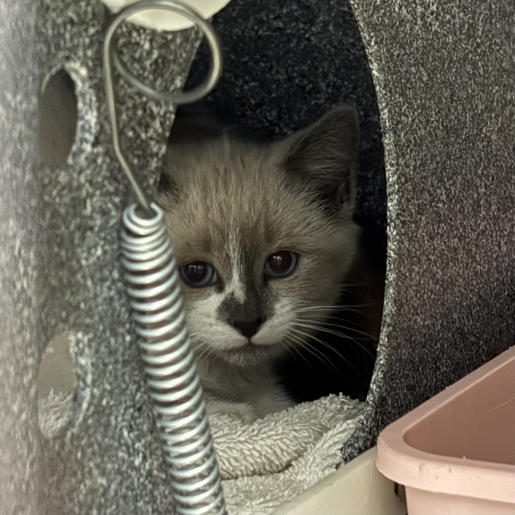 Shelter Stray Female Cat last seen Near S 400 W, SALT LAKE CITY, UT, 84101, 511 W 3900 S, Salt Lake City, UT 84123, USA