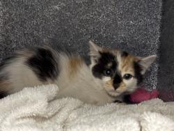 Shelter Stray Female Cat last seen Near S 400 W, SALT LAKE CITY, UT, 84101, 511 W 3900 S, Salt Lake City, UT 84123, USA