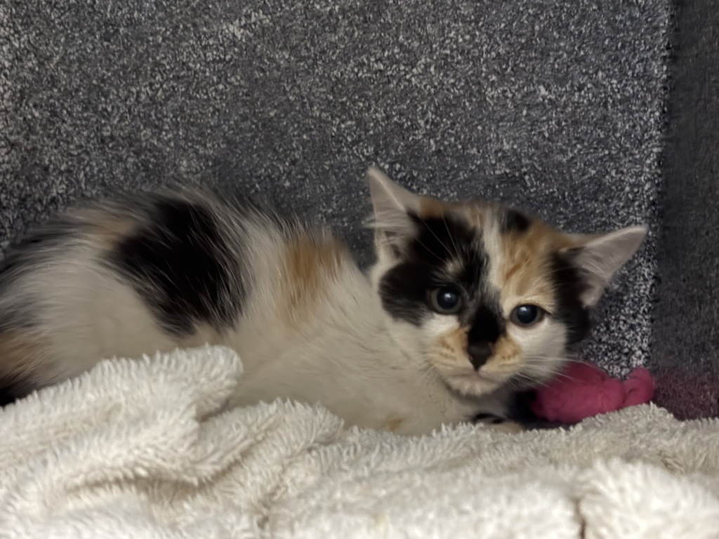 Shelter Stray Female Cat last seen Near S 400 W, SALT LAKE CITY, UT, 84101, 511 W 3900 S, Salt Lake City, UT 84123, USA