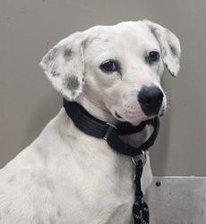 Shelter Stray Male Dog last seen El Cajon Boulevard, La Mesa, CA, 91942, El Cajon, CA 92020, USA