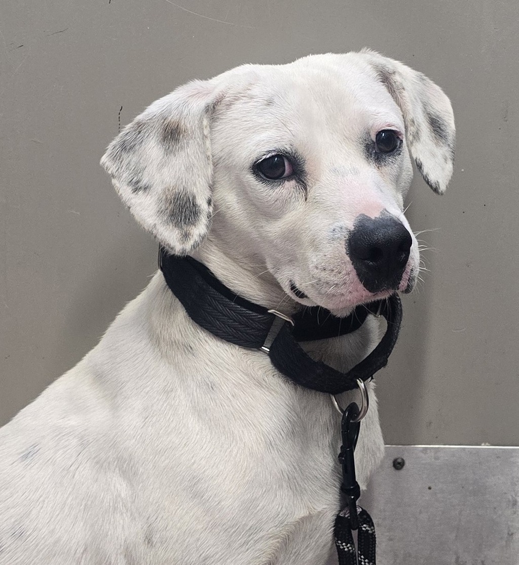 Shelter Stray Male Dog last seen El Cajon Boulevard, La Mesa, CA, 91942, El Cajon, CA 92020, USA