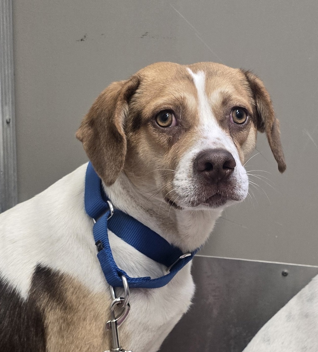 Shelter Stray Male Dog last seen El Cajon Boulevard, La Mesa, CA, 91942, El Cajon, CA 92020, USA