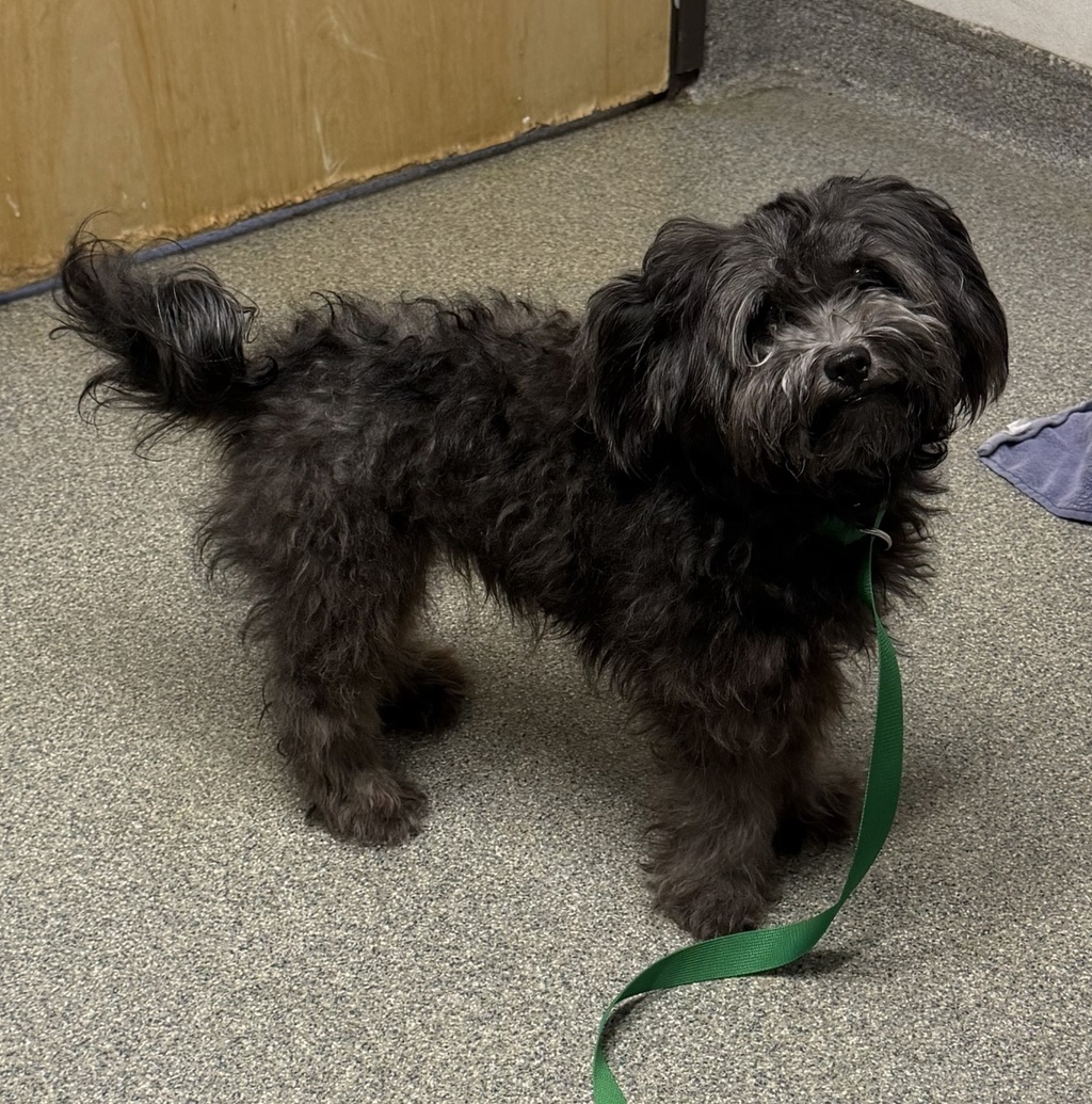 Shelter Stray Female Dog last seen N Lake Wohlford Road, Escondido, CA, 92027, Escondido, CA 92027, USA