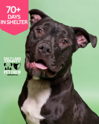Shelter Stray Male Dog last seen Near S 900 E, MILLCREEK, UT, 84106, 511 W 3900 S, Salt Lake City, UT 84123, USA