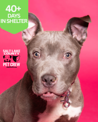 Shelter Stray Male Dog last seen N, SALT LAKE CITY, UT, 84116, 511 W 3900 S, Salt Lake City, UT 84123, USA