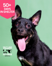 Shelter Stray Female Dog last seen Near E Wellwood Road, Midvale, UT, 84047, 511 W 3900 S, Salt Lake City, UT 84123, USA