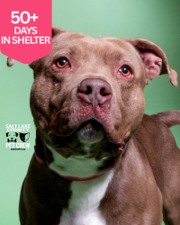 Shelter Stray Male Dog last seen Near S Commerce Drive, MURRAY CITY, UT, 84107, 511 W 3900 S, Salt Lake City, UT 84123, USA
