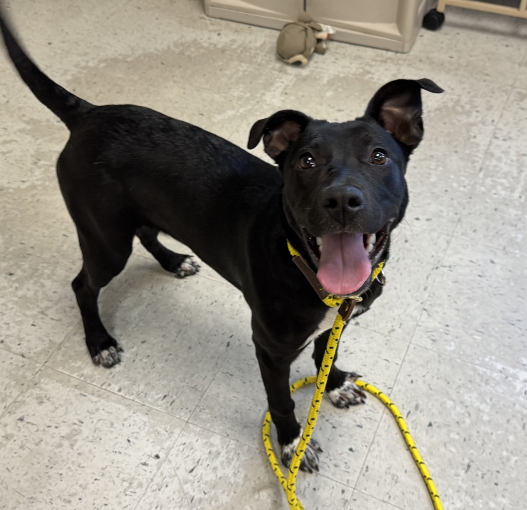 Shelter Stray Female Dog last seen Near S Jordan River Parkway Trail, MILLCREEK, UT, 84123, 511 W 3900 S, Salt Lake City, UT 84123, USA