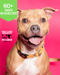 Shelter Stray Male Dog last seen Near E Driggs Avenue, MILLCREEK, UT, 84106, 511 W 3900 S, Salt Lake City, UT 84123, USA
