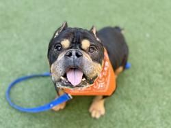Shelter Stray Male Dog last seen Near Second Avenue, NEW YORK, NY, 10035, 326 E 110th St, New York, NY 10029, USA