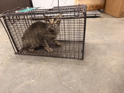 Shelter Stray Male Cat last seen Near Oak Springs Lane, CARENCRO, LA, 70520, 410 Dugas Rd, Lafayette, LA 70507, USA