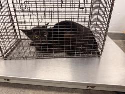 Shelter Stray Female Cat last seen Near Hillbrook Drive, BROUSSARD, LA, 70518, 410 Dugas Rd, Lafayette, LA 70507, USA