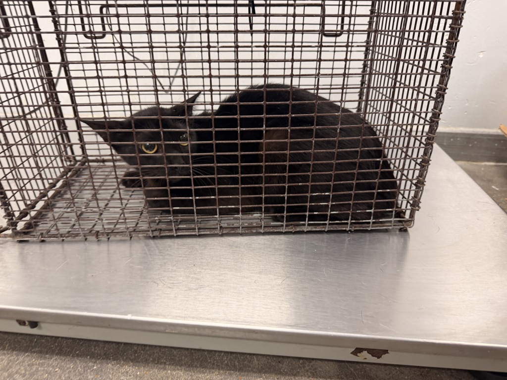 Shelter Stray Female Cat last seen Near Hillbrook Drive, BROUSSARD, LA, 70518, 410 Dugas Rd, Lafayette, LA 70507, USA