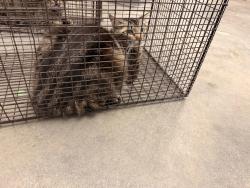 Shelter Stray Female Cat last seen Near Hillbrook Drive, BROUSSARD, LA, 70518, 410 Dugas Rd, Lafayette, LA 70507, USA