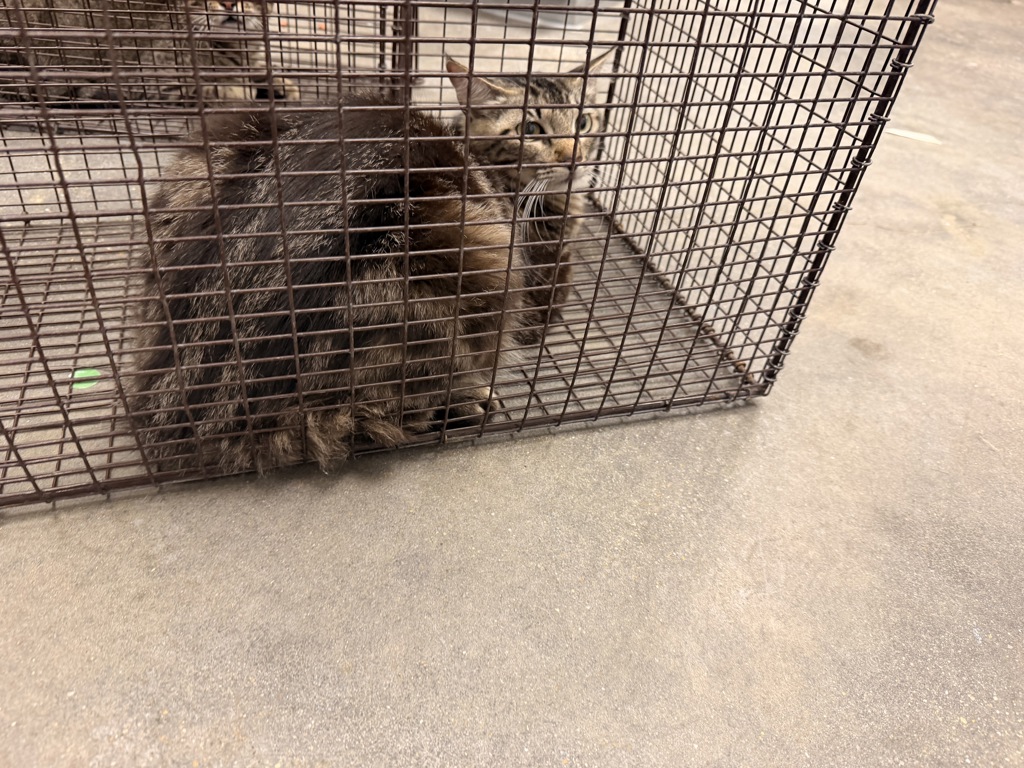 Shelter Stray Female Cat last seen Near Hillbrook Drive, BROUSSARD, LA, 70518, 410 Dugas Rd, Lafayette, LA 70507, USA
