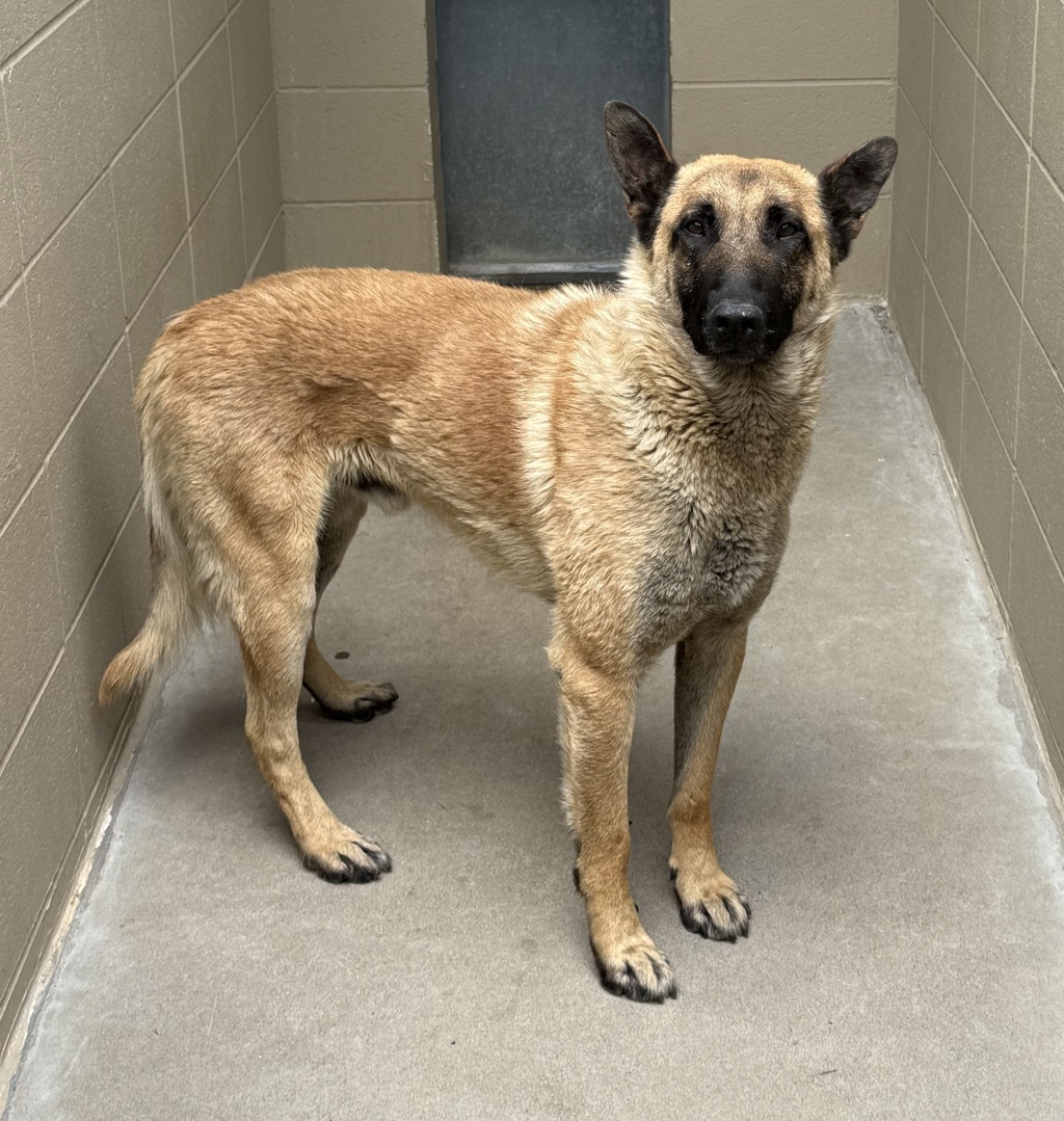 Shelter Stray Male Dog last seen OR, 1700 W Historic Columbia River Hwy, Troutdale, OR 97060, USA