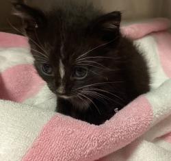 Shelter Stray Male Cat last seen Near Knightdale Estates Drive, KNIGHTDALE, NC, 27545, 820 Beacon Lake Dr, Raleigh, NC 27610, USA