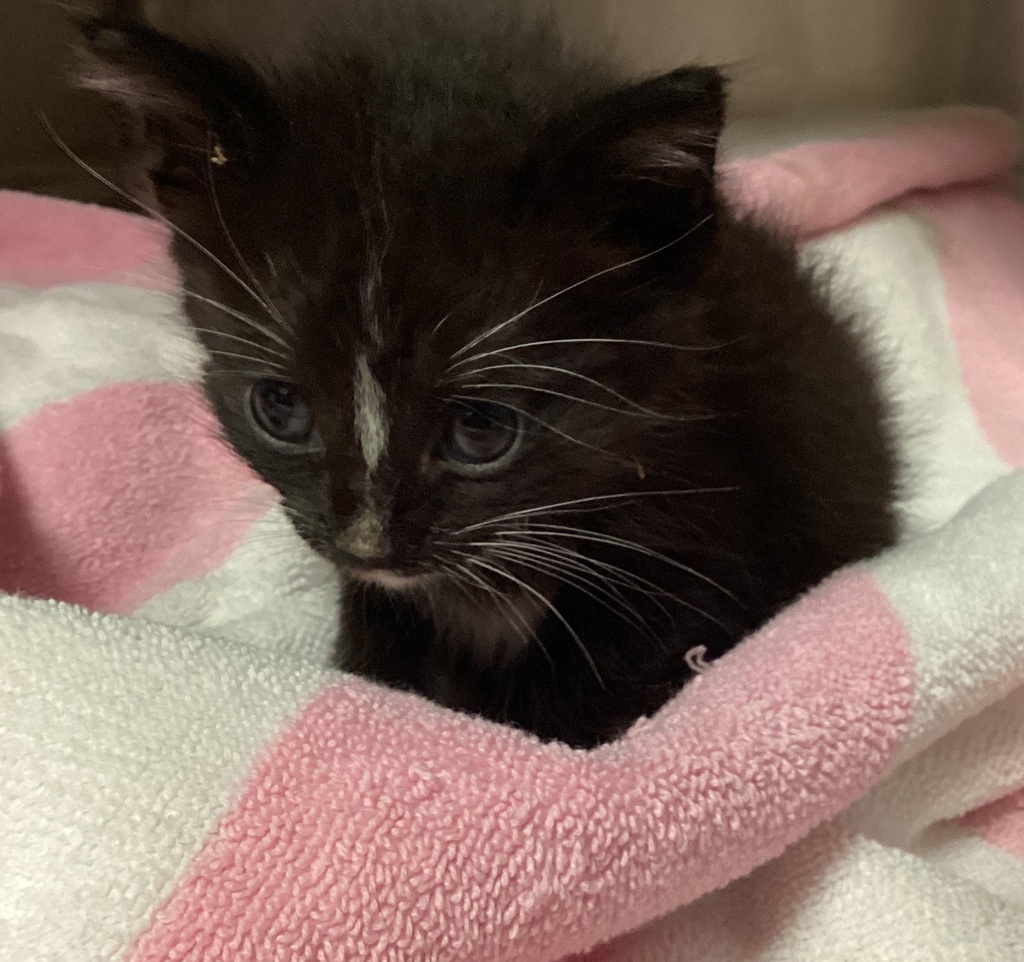 Shelter Stray Male Cat last seen Near Knightdale Estates Drive, KNIGHTDALE, NC, 27545, 820 Beacon Lake Dr, Raleigh, NC 27610, USA
