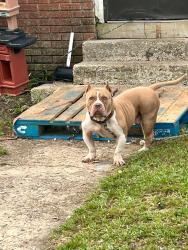 Lost Male Dog last seen Plank rd, Baton Rouge, LA 70805