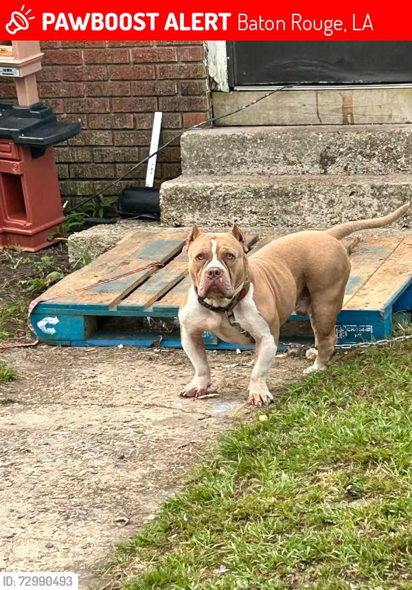 Lost Male Dog last seen Plank rd, Baton Rouge, LA 70805