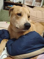Reunited Male Dog last seen Brighton, Meadows Place, TX 77099