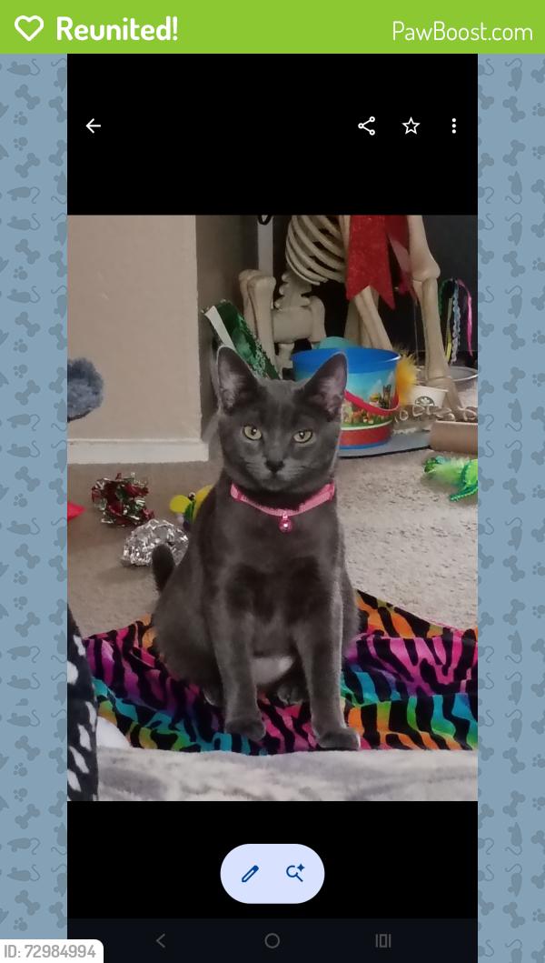 Reunited Female Cat last seen Dorsey Road and Vintage Lane near Dorsey Gardens apmts Greece NY, Rochester, NY 14616