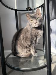 Lost Female Cat last seen Tylertown Church/ Summerfield Subdivision , Clarksville, TN 37040