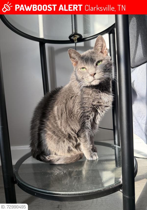 Lost Female Cat last seen Tylertown Church/ Summerfield Subdivision , Clarksville, TN 37040