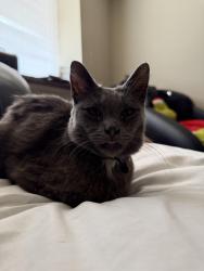 Reunited Male Cat last seen cherry and idaho center blvd., Nampa, ID 83687