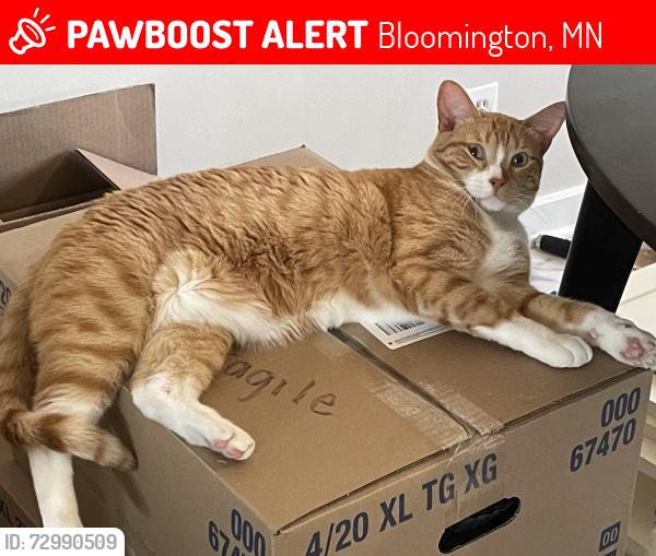 Lost Male Cat last seen St. Stephen Lutheran Church, Bloomington, MN 55431