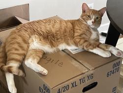 Lost Male Cat last seen St. Stephen Lutheran Church, Bloomington, MN 55431