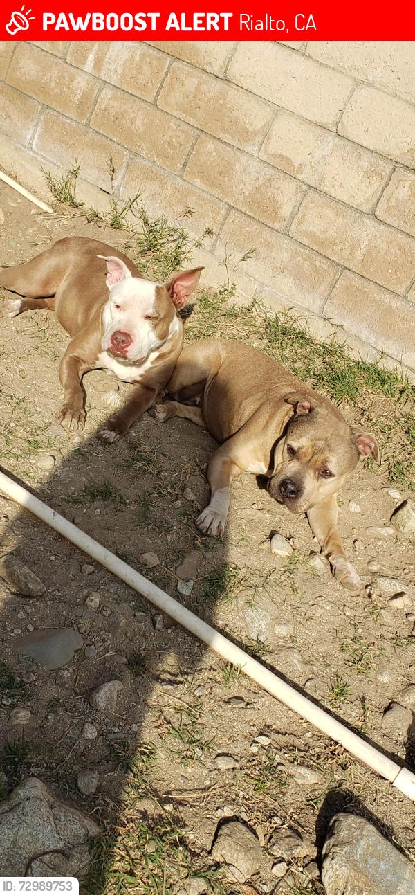 Lost Female Dog last seen Bohnert & Driftwood, Rialto, CA 92377
