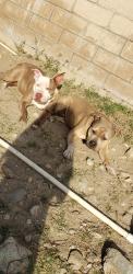Lost Female Dog last seen Bohnert & Driftwood, Rialto, CA 92377