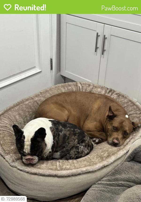 Reunited Male Dog last seen 45th st west and west avenue M8, Lancaster, CA 93536