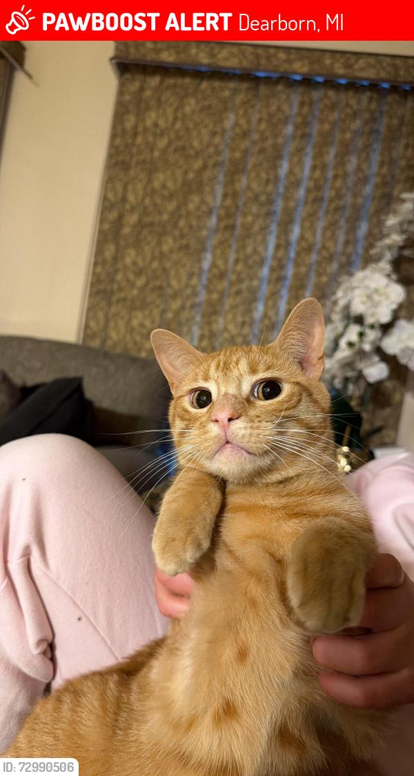 Lost Male Cat last seen Woodworth middle school, Dearborn, MI 48126