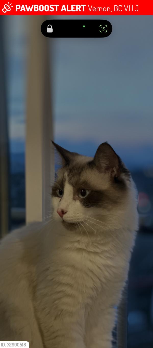 Lost Male Cat last seen Okanagan Landing Rd, Vernon, BC V1H 2J8