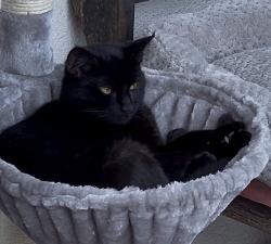 Lost Male Cat last seen Studebaker Rd. and Cecilia St., Downey, CA 90241