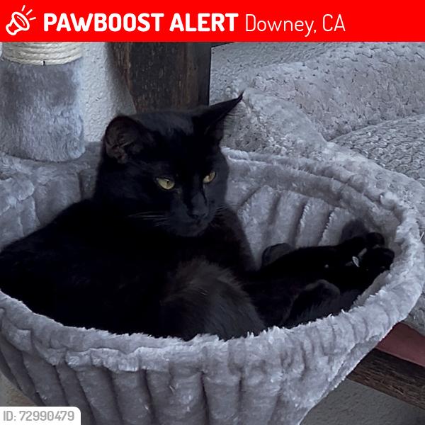 Lost Male Cat last seen Studebaker Rd. and Cecilia St., Downey, CA 90241