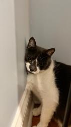 Lost Female Cat last seen Near Williams st Marlborough , Marlborough, MA 01752