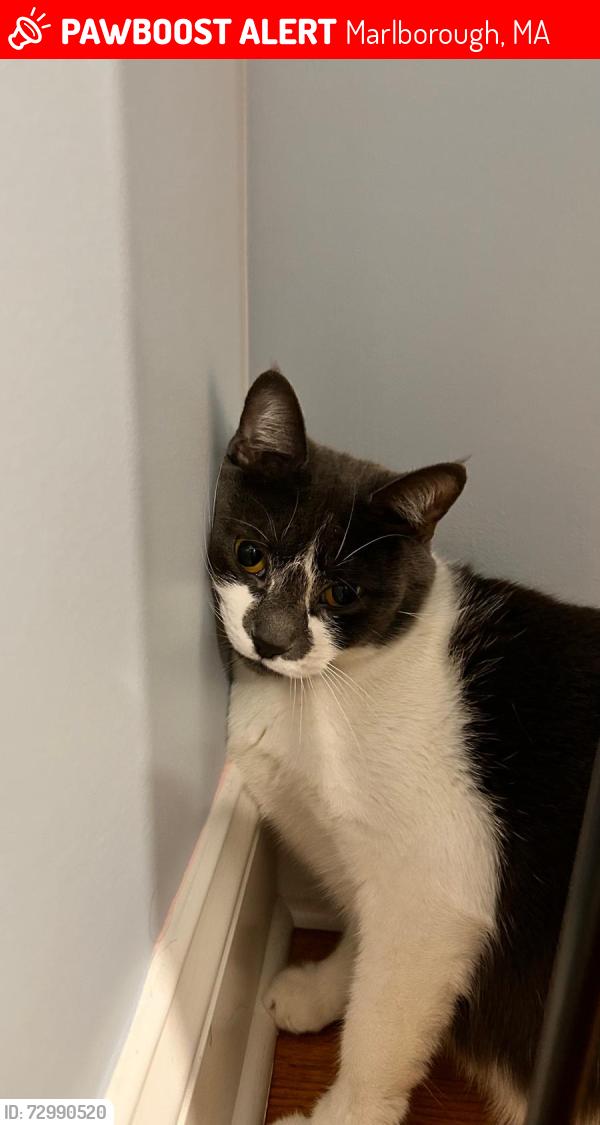 Lost Female Cat last seen Near Williams st Marlborough , Marlborough, MA 01752