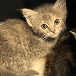 Shelter Stray Female Cat last seen , 4525 W Wendover Ave, Greensboro, NC 27409, USA