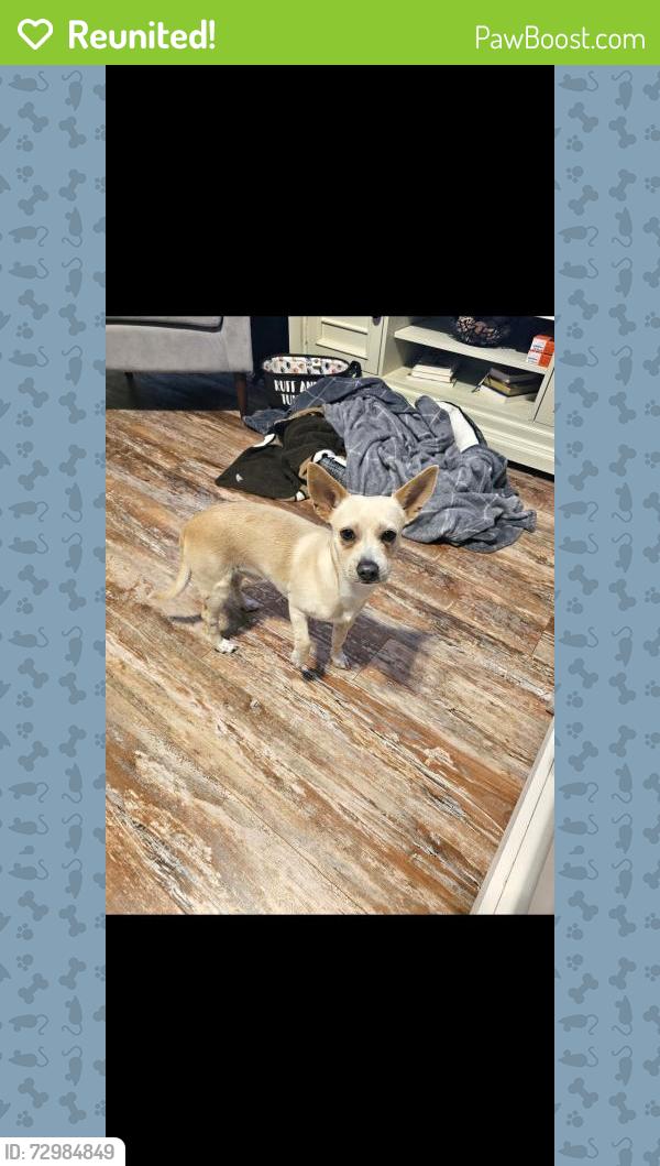 Reunited Male Dog last seen Sandersville rd and spurr road, Lexington, KY 40511