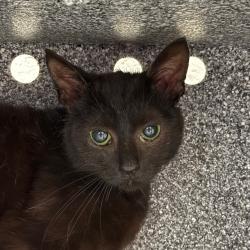 Shelter Stray Female Cat last seen , 328 Furman Hall Rd, Greenville, SC 29609, USA
